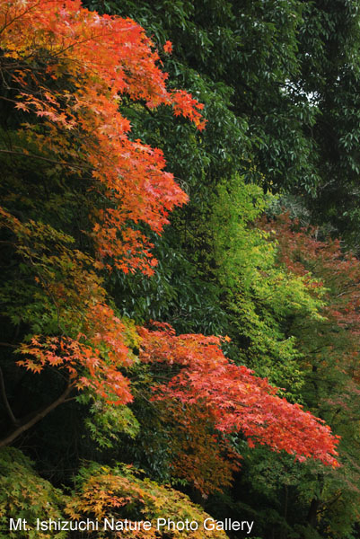 kyoto (052)